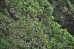 Juniperus chinensis 'Torulosa' — photo 2